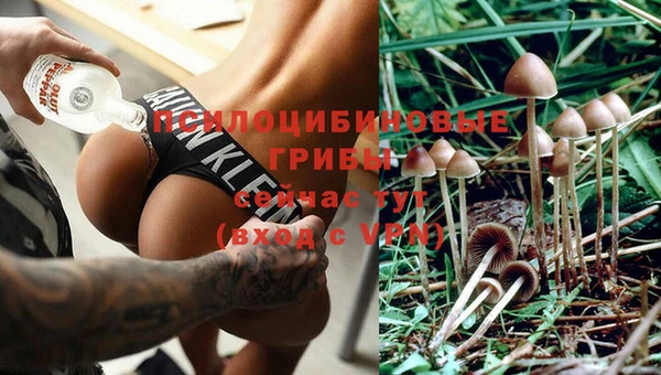 ПСИЛОЦИБИНОВЫЕ ГРИБЫ Осинники